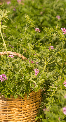 Organic Essential Oils